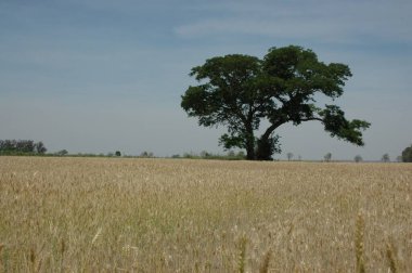 Kuzey Arjantin 'deki altın buğday tarlaları