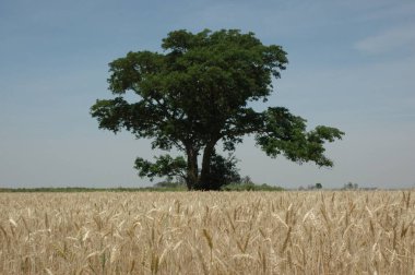 Kuzey Arjantin 'deki altın buğday tarlaları