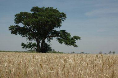 Kuzey Arjantin 'deki altın buğday tarlaları