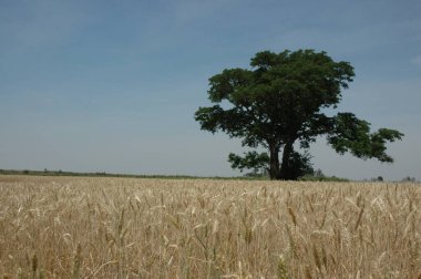 Kuzey Arjantin 'deki altın buğday tarlaları