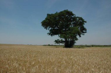 Kuzey Arjantin 'deki altın buğday tarlaları