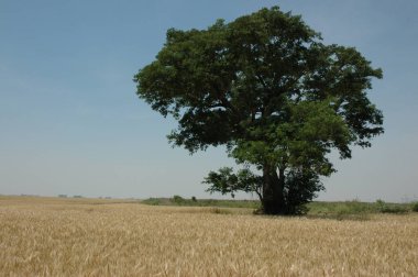 Kuzey Arjantin 'deki altın buğday tarlaları