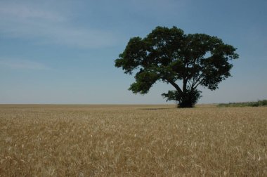 Kuzey Arjantin 'deki altın buğday tarlaları