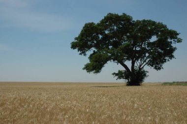 Kuzey Arjantin 'deki altın buğday tarlaları