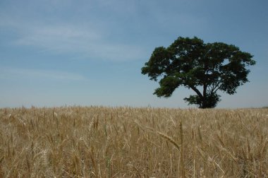 Kuzey Arjantin 'deki altın buğday tarlaları