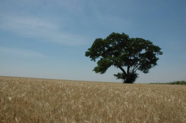Kuzey Arjantin 'deki altın buğday tarlaları