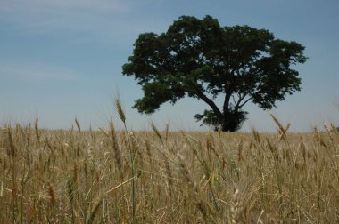 Kuzey Arjantin 'deki altın buğday tarlaları
