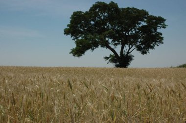 Kuzey Arjantin 'deki altın buğday tarlaları