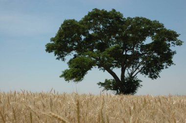 Kuzey Arjantin 'deki altın buğday tarlaları