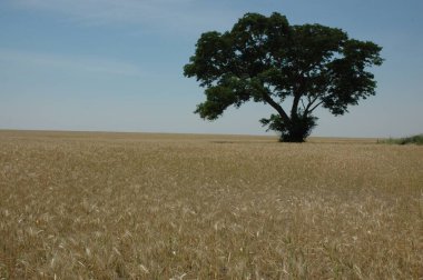 Kuzey Arjantin 'deki altın buğday tarlaları