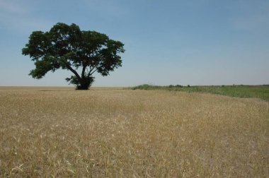 Kuzey Arjantin 'deki altın buğday tarlaları