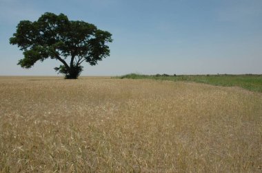 Kuzey Arjantin 'deki altın buğday tarlaları