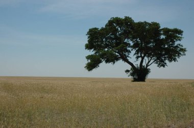 Kuzey Arjantin 'deki altın buğday tarlaları