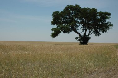 Kuzey Arjantin 'deki altın buğday tarlaları