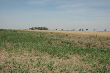 Kuzey Arjantin 'deki altın buğday tarlaları