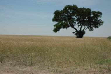 Kuzey Arjantin 'deki altın buğday tarlaları