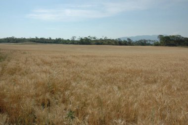 Kuzey Arjantin 'deki altın buğday tarlaları