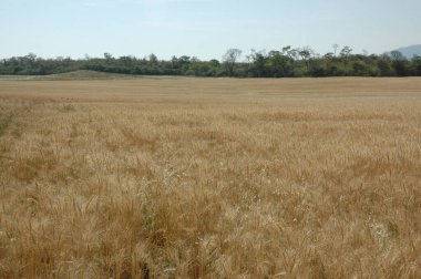 Kuzey Arjantin 'deki altın buğday tarlaları