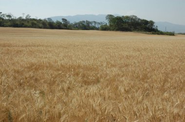 Kuzey Arjantin 'deki altın buğday tarlaları