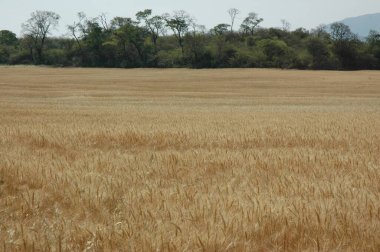 Kuzey Arjantin 'deki altın buğday tarlaları