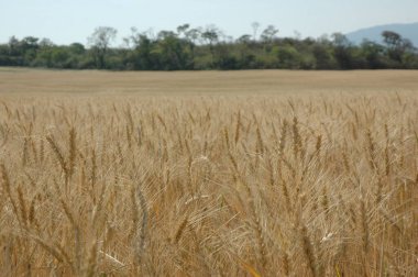 Kuzey Arjantin 'deki altın buğday tarlaları