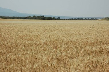 Kuzey Arjantin 'deki altın buğday tarlaları