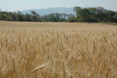 Kuzey Arjantin 'deki altın buğday tarlaları