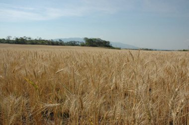 Kuzey Arjantin 'deki altın buğday tarlaları