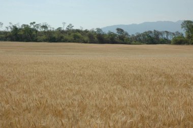 Kuzey Arjantin 'deki altın buğday tarlaları