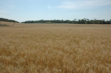 Kuzey Arjantin 'deki altın buğday tarlaları
