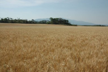 Kuzey Arjantin 'deki altın buğday tarlaları