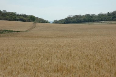 Kuzey Arjantin 'deki altın buğday tarlaları