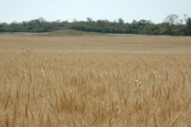 Kuzey Arjantin 'deki altın buğday tarlaları