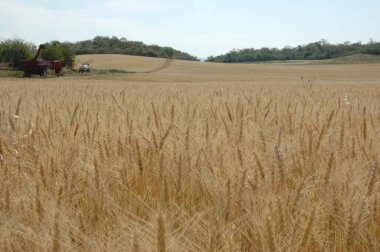 Kuzey Arjantin 'deki altın buğday tarlaları