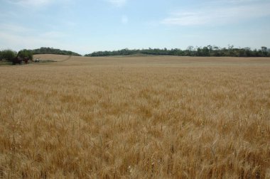 Kuzey Arjantin 'deki altın buğday tarlaları