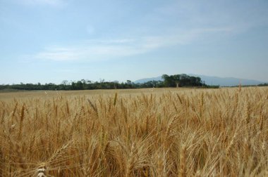 Kuzey Arjantin 'deki altın buğday tarlaları