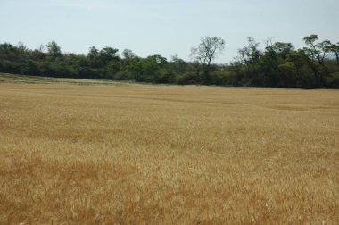 Kuzey Arjantin 'deki altın buğday tarlaları