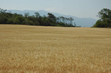 Kuzey Arjantin 'deki altın buğday tarlaları