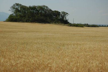 Kuzey Arjantin 'deki altın buğday tarlaları