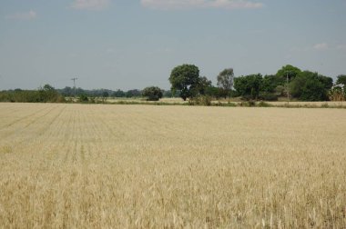 Kuzey Arjantin 'deki altın buğday tarlaları