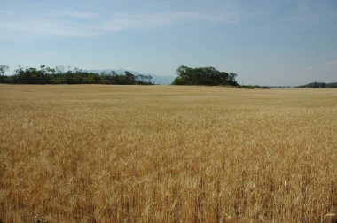 Kuzey Arjantin 'deki altın buğday tarlaları