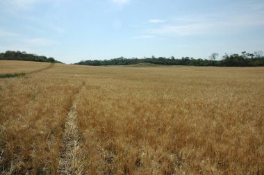 Kuzey Arjantin 'deki altın buğday tarlaları