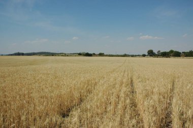 Kuzey Arjantin 'deki altın buğday tarlaları
