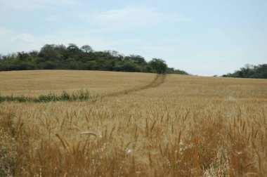 Kuzey Arjantin 'deki altın buğday tarlaları