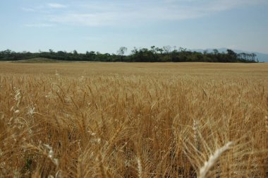 Kuzey Arjantin 'deki altın buğday tarlaları