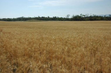 Kuzey Arjantin 'deki altın buğday tarlaları