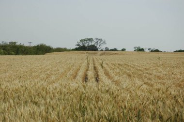 Kuzey Arjantin 'deki altın buğday tarlaları