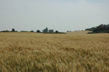 Kuzey Arjantin 'deki altın buğday tarlaları