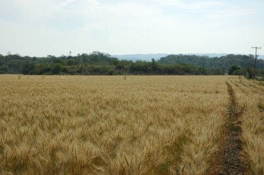 Kuzey Arjantin 'deki altın buğday tarlaları
