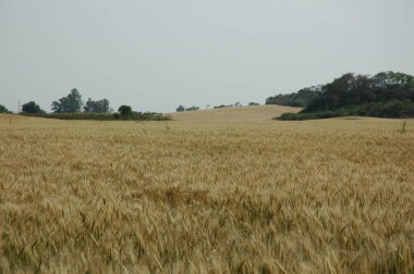 Kuzey Arjantin 'deki altın buğday tarlaları